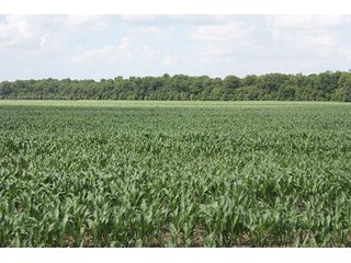 Property photo 4 - MID-DELTA REGION PRODUCTIVE CROPLAND AUCTION - 4,783+/- ACRES OFFERED IN 10 TRACTS